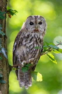 Tawny owl (Strix aluco) sitting on a branch in the forest, Vechta, Lower Saxony, Germany