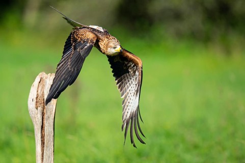 Red kite (Milvus milvus) flying, Gerolstein, Rhineland-Palatinate, Germany