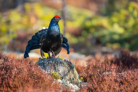 Black grouse (Lyrurus tetrix), black grouse courtship in Sweden, Fågelsjö, Gävleborgs län, Sweden