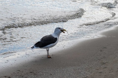 Seagull on a beach with a fish in its beak, Baltic Sea, Rügen Island, Mecklenburg-Western