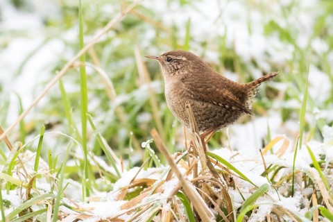 A wren (Troglodytes troglodytes) standing on a blade of grass, snow-covered grass in the