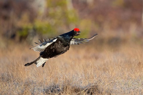 Black grouse (Lyrurus tetrix), black grouse courtship in Sweden, Fågelsjö, Gävleborgs län, Sweden