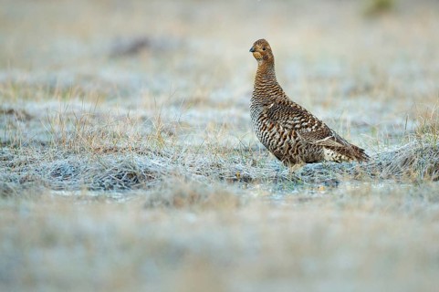 Black grouse (Lyrurus tetrix), female, black grouse courtship in Sweden, Fågelsjö, Gävleborgs län,