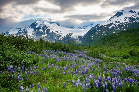 Picturesque landscape on the Richardson Highway, blooming Alaskan lupines (Lupinus nootkatensis),