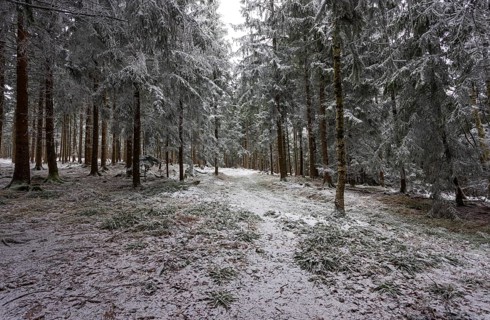 Winter landscape, forest covered with hoarfrost, Mondseeland, Salzkammergut, Upper Austria, Austria
