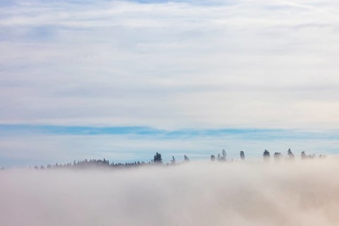 Autumn landscape, bare trees rising from the fog, inversion weather, Mondseeland, Salzkammergut,