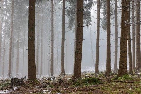 Autumn landscape, forest covered in fog with hoarfrost, Mondseeland, Salzkammergut, Upper Austria,
