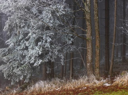Winter forest, deciduous trees and conifers covered with hoarfrost, Mondseeland, Salzkammergut,