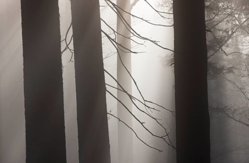 Tree trunks in morning fog with sunbeams, autumn forest, Mondseeland, Salzkammergut, Upper Austria,