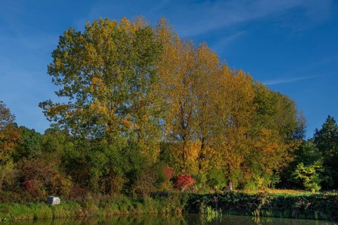 Autumnal poplars (Populus) in front of a carp pond, Beerbach, Middle Franconia, Bavaria, Germany