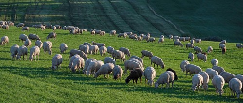 Flock of sheep (Ovis gmelini aries) grazing in a meadow, Tauchersreuth, Middle Franconia, Bavaria,