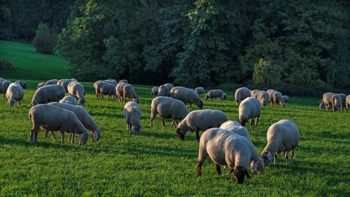 Flock of sheep (Ovis gmelini aries) grazing in a meadow, Beerbach, Middle Franconia, Bavaria,
