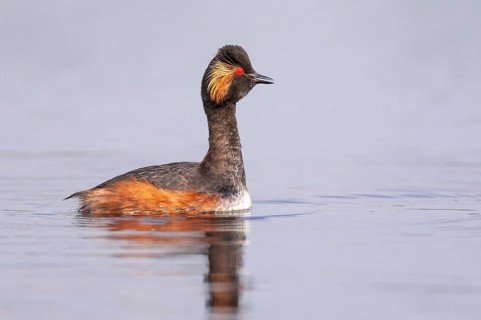 Black-necked Grebe (Podiceps nigricollis) in its plumage, Goldenstedter Moor, Goldenstedt, Lower