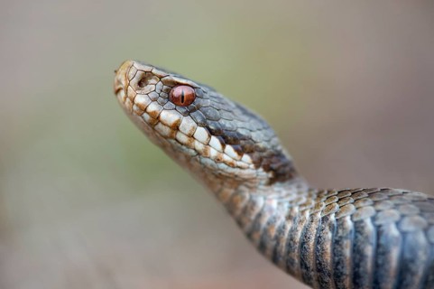 Adder (Vipera berus) in the moor, Goldenstedter Moor, Goldenstedt, Lower Saxony, Germany