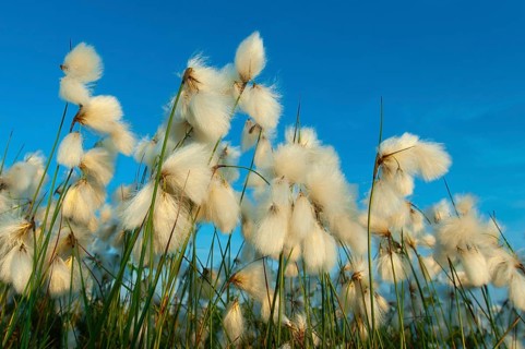 Common cottongrass (Eriophorum angustifolium) in the Goldenstdter Moor, Goldenstedt, Lower Saxony,