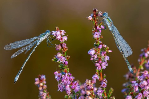 Emerald Damselfly (Lestes sponsa) on flowering heather in the Goldenstedt moor, Goldenstedt, Lower