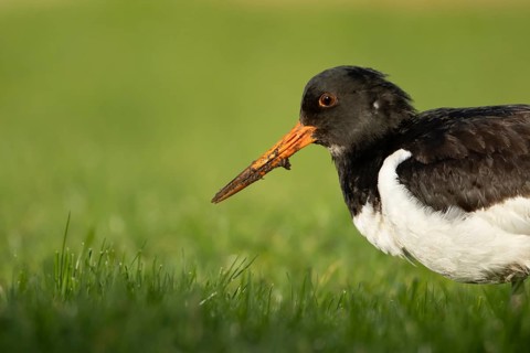 Eurasian oystercatcher (Haematopus ostralegus) adult wader bird on grassland, England, United