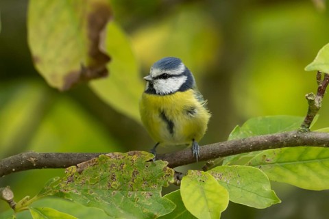 Blue tit (Cyanistes caeruleus) adult garden bird on a magnolia tree with autumn colour leaves,
