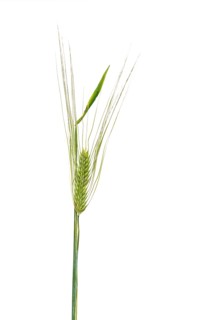 Grain, exempted, Dinklage, Lower Saxony, Germany