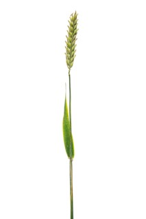 Sommerspelz-Barley, cereals, exempted, Dinklage, Lower Saxony, Germany