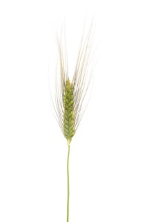 Einkorn (Triticum monococcum), cereal, exempted, Dinklage, Lower Saxony, Germany