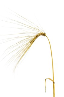 Winter barley (Hordeum vulgare), cereal, released, Dinklage, Lower Saxony, Germany