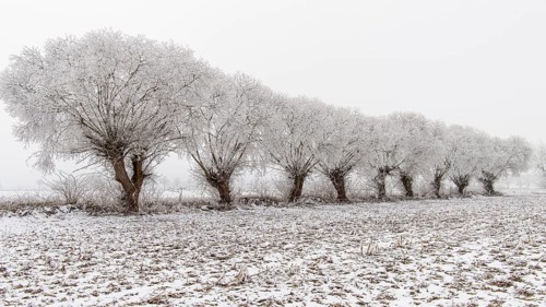 Winter willows in snow, Vechta, Lower Saxony, Germany