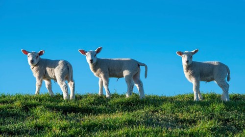 Sheep on the Hunte dyke, Lamm, Elsfleth, Lower Saxony, Germany