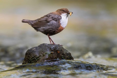 White-throated White-throated Dipper (Cinclus cinclus) sitting on a stone with food, Blomberg,