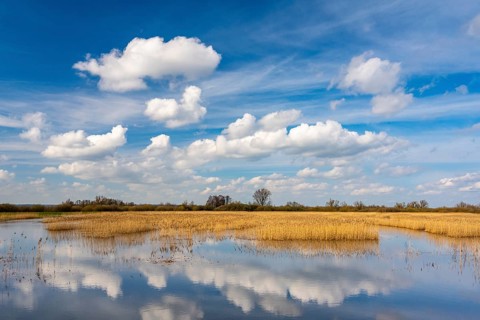 Reeds on the banks of Dümmer, Lake Dümmer, Hüde, Lower Saxony, Germany