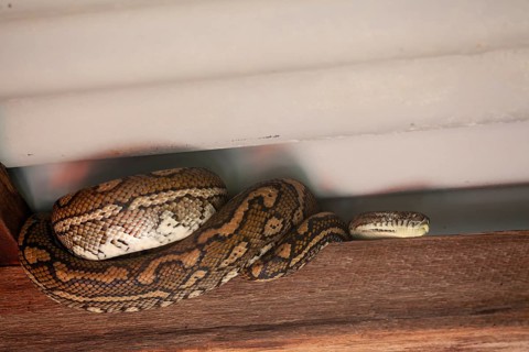Snake relaxing under a corrugated roof in a local carpark. Resting carpet python, Byron Bay, New