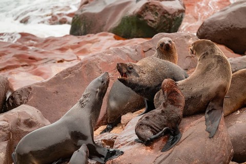 Male fur seals fighting for territory, Cape fur seal (Arctocephalus pusillus), Cape Cross, Atlantic