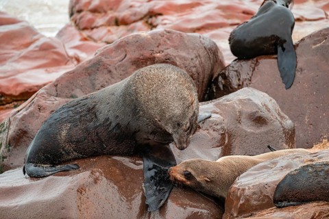 Seal colony, fur seal sleeping, Cape fur seal (Arctocephalus pusillus), Cape Cross, Atlantic coast,