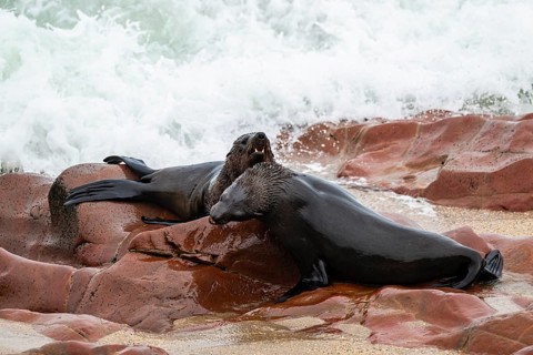 Male fur seals fighting for territory, Cape fur seal (Arctocephalus pusillus), Cape Cross, Atlantic