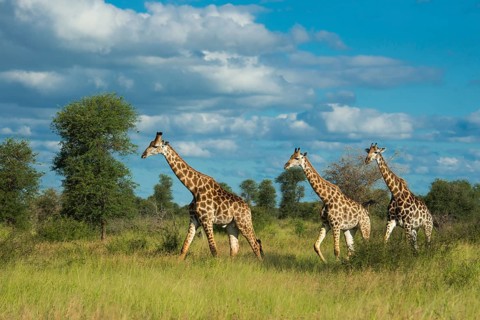 Giraffe (Giraffa) in the savannah, Kruger National Park, South Africa