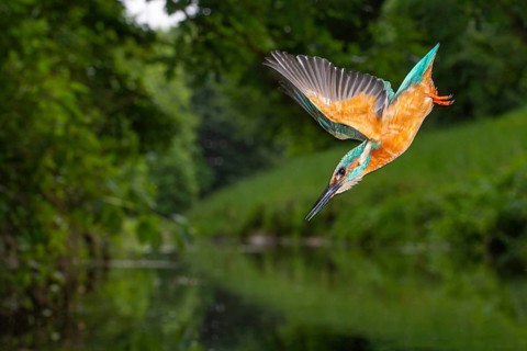 Kingfisher (Alcedo atthis) hunting, Vechta, Lower Saxony, Germany