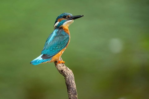 Kingfisher (Alcedo atthis) on a perch, Vechta, Lower Saxony, Germany
