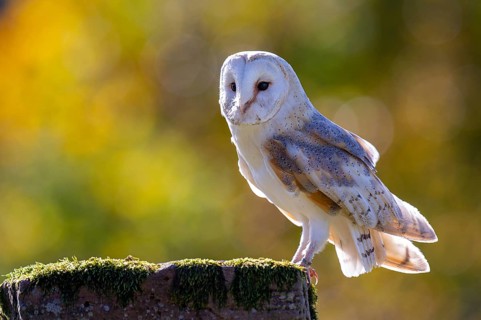 Barn owl (Tyto alba) in the evening light, Oldenburger Münsterland, Vechta, Lower Saxony, Germany