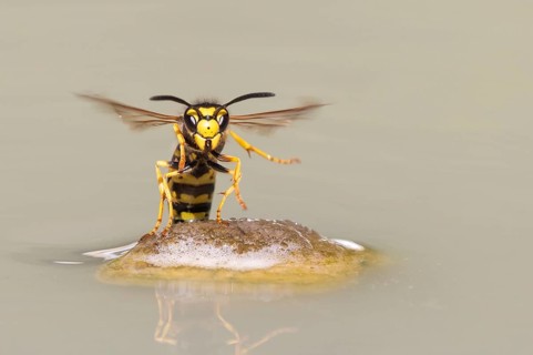 Wasps (Vespinae) in flight, Vechta, Lower Saxony, Germany