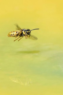Wasps (Vespinae) in flight, Vechta, Lower Saxony, Germany