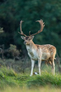 Fallow deer (dama dama), male, deer, Zandvoort, North Holland, Netherlands