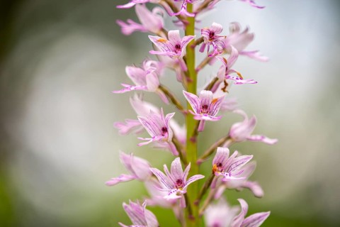 Helm's-orchid (Orchis militaris), Leutra, Jena, Thuringia, Germany