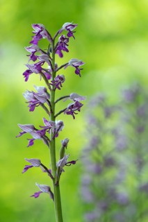 Helm's-orchid (Orchis militaris), Leutra, Jena, Thuringia, Germany