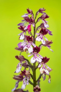Purple Orchid (Orchis purpurea), Leutra, Jena, Thuringia, Germany