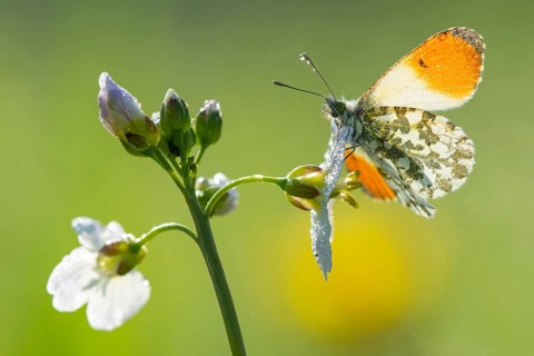 Aurora butterfly (Anthocharis cardamines) on meadow foamwort at sunset in spring, butterfly,
