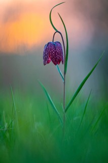 Snake's Head Fritillary (Fritillaria meleagris) at sunrise in a wet meadow in spring, Berne, Lower
