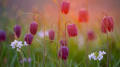 Snake's Head Fritillary (Fritillaria meleagris) in a wet meadow in spring, Berne, Lower Saxony,