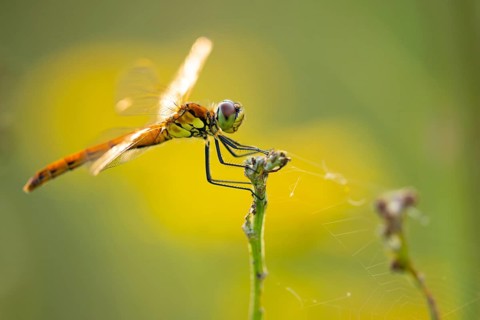 Marsh dragonfly (Sympetrum depressiusculum), Ahlhorn, Lower Saxony, Germany