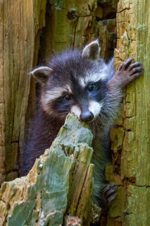 Young raccoon (Procyon lotor) on a discovery tour, Steinhagen, North Rhine-Westphalia, Germany