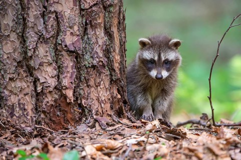 Young raccoon (Procyon lotor) on a discovery tour, Steinhagen, North Rhine-Westphalia, Germany